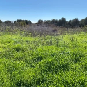 4,005m² Plot for Sale in Kiti, Larnaca District