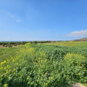Plot for Sale in Tala, Paphos District