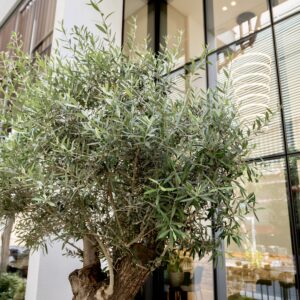 1789m² Building for Rent in Limassol – Agia Napa