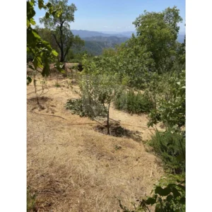 5 Bedroom House for Sale in Prodromos, Nicosia District