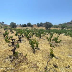 5,352m² Plot for Sale in Limassol District