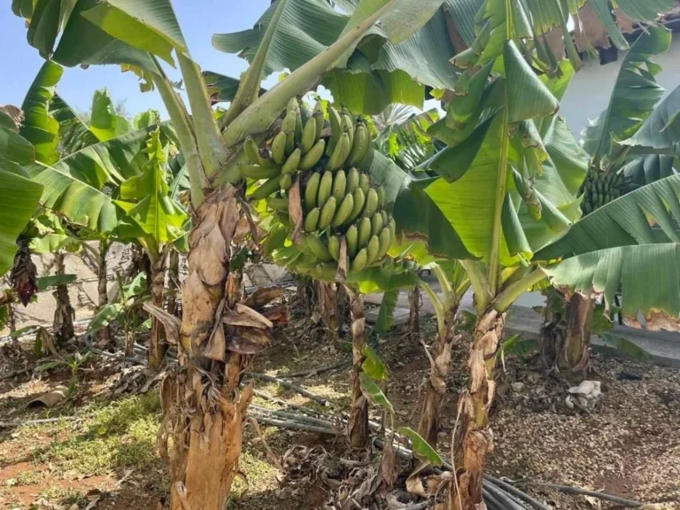 Cheap Houses and Villas for Rent in Cyprus