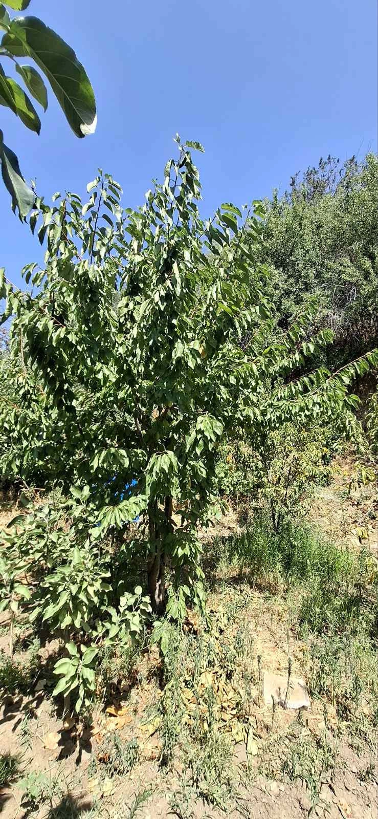 Cheap Houses and Villas for Rent in Cyprus