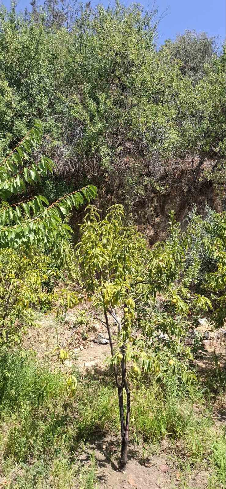 Cheap Houses and Villas for Rent in Cyprus