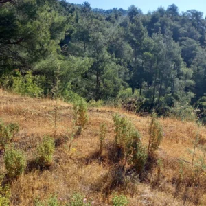 725m² Plot for Sale in Moniatis, Limassol District