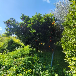 2,066m² Plot for Sale in Dierona, Limassol District