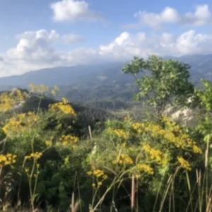 6,355m² Plot for Sale in Koilani, Limassol District