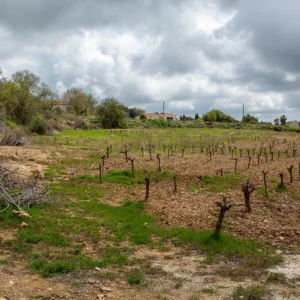 12,041m² Plot for Sale in Kathikas, Paphos District