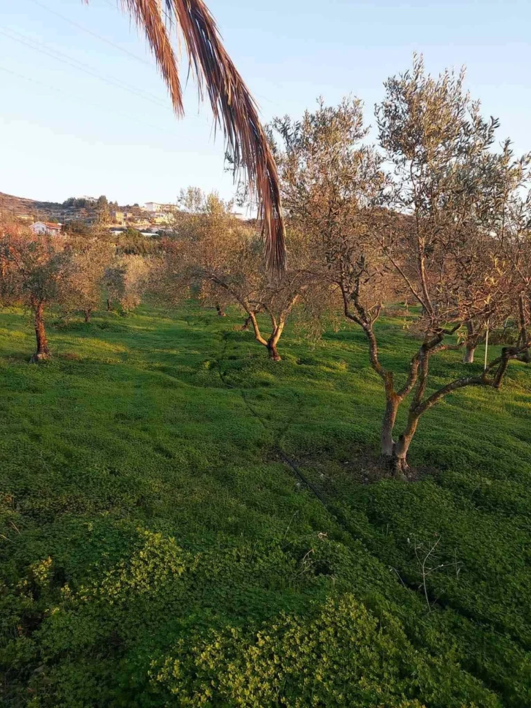 1,600m² Plot for Sale in Skarinou, Larnaca District