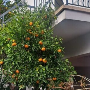 1 Bedroom Apartment for Rent in Limassol – Kapsalos