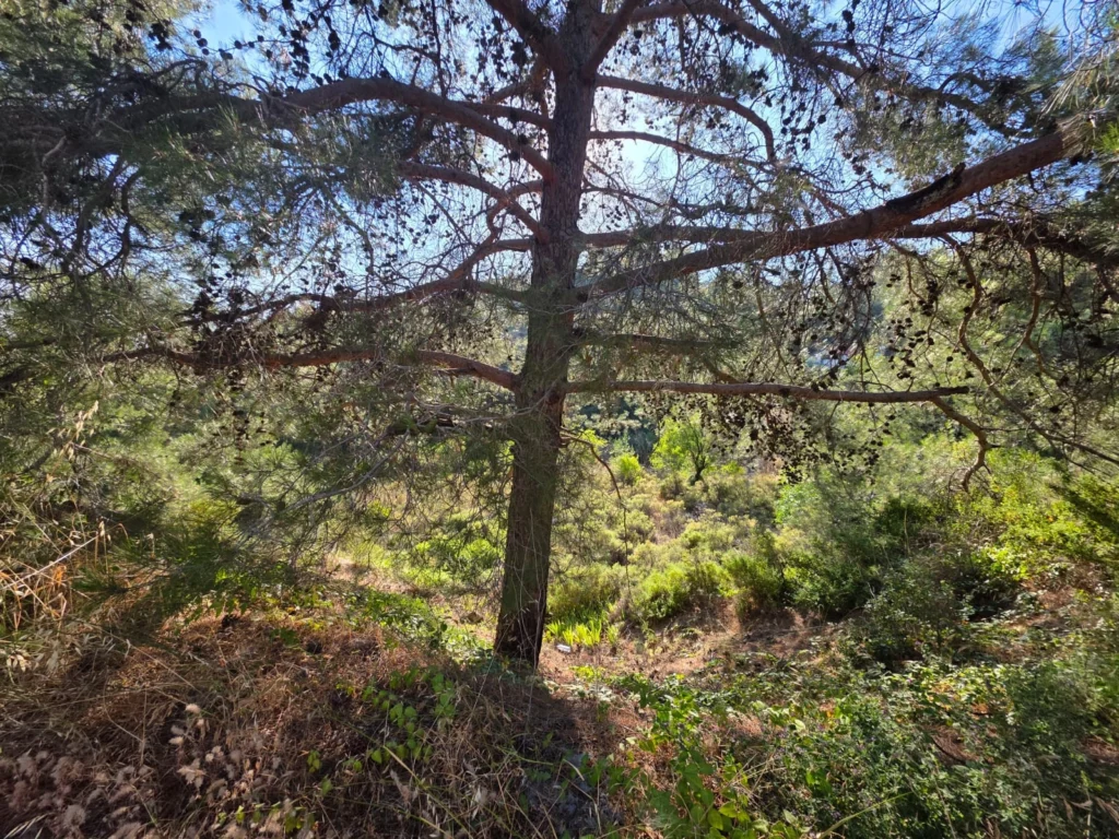 1,684m² Plot for Sale in Pano Platres, Limassol District