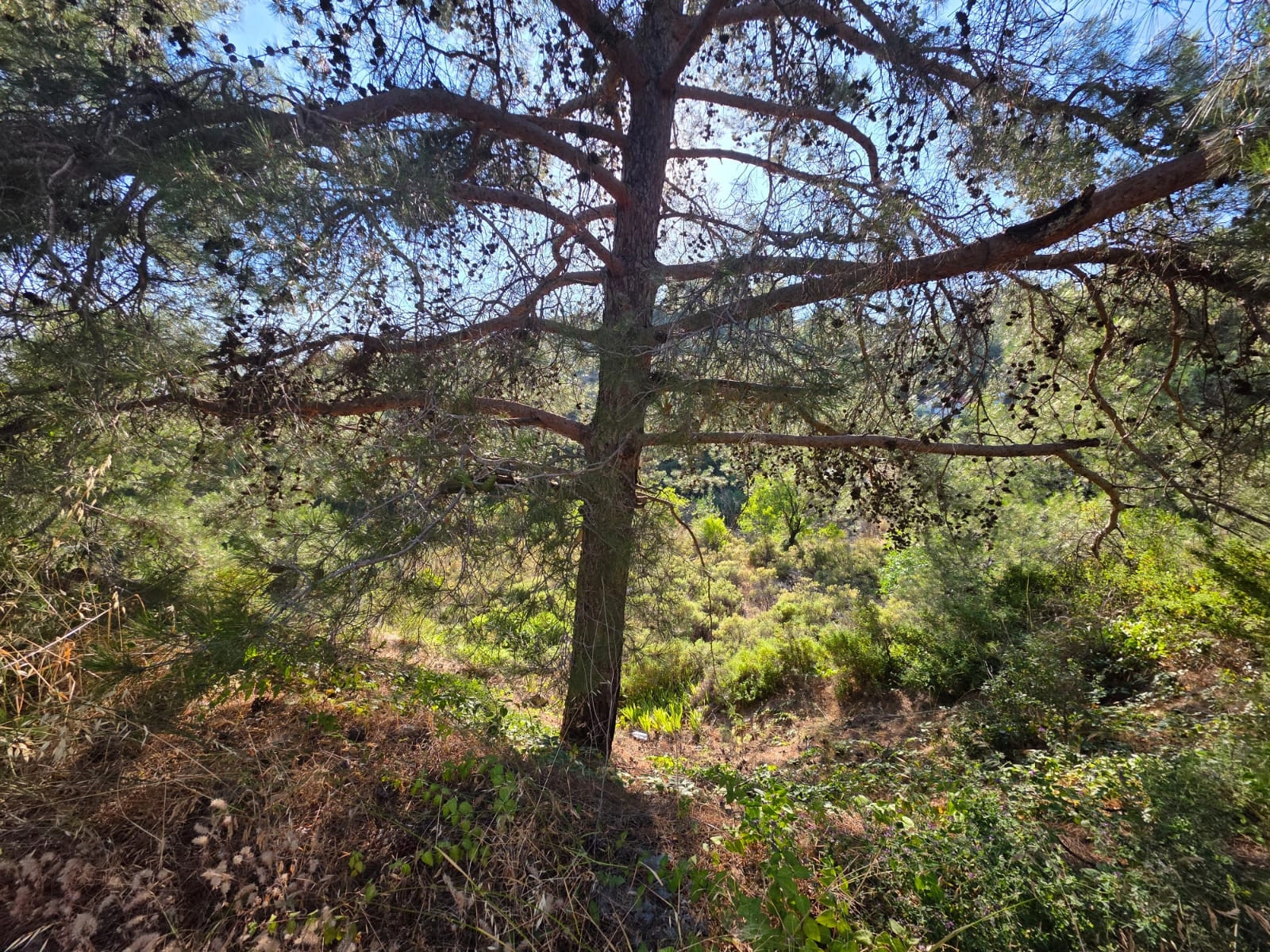 1,684m² Plot for Sale in Pano Platres, Limassol District