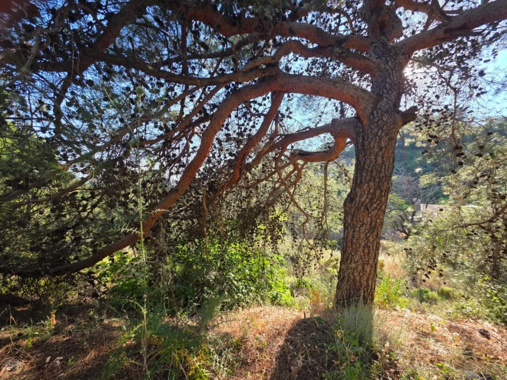 1,684m² Plot for Sale in Pano Platres, Limassol District