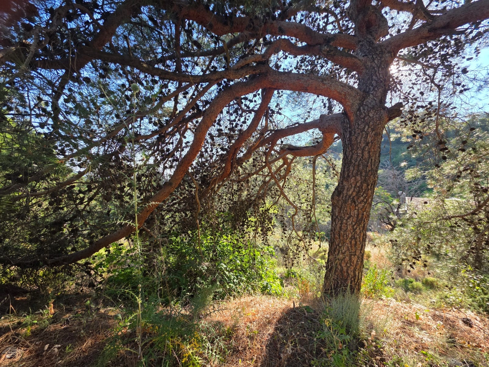 1,684m² Plot for Sale in Pano Platres, Limassol District
