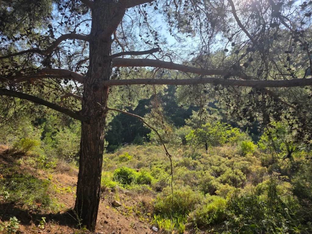 1,684m² Plot for Sale in Pano Platres, Limassol District