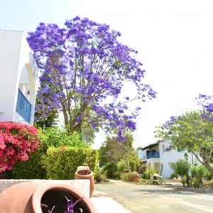 2 Bedroom Apartment for Sale in Paphos District