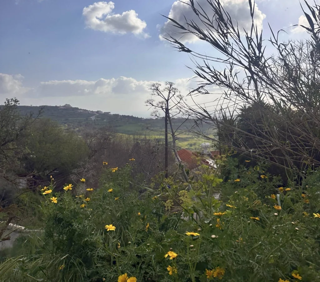 1,338m² Plot for Sale in Armou, Paphos District