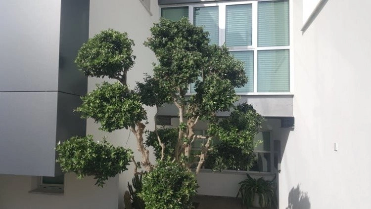 3 Bedroom House for Rent in Episkopi, Limassol District