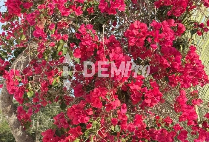 3 Bedroom House for Sale in Peyia, Paphos District
