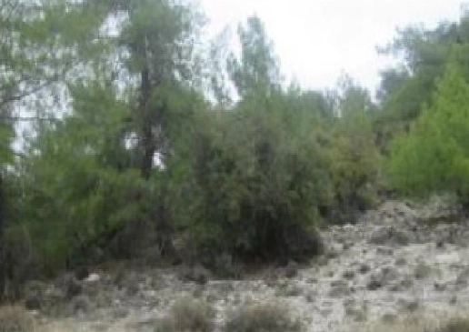 11,037m² Plot for Sale in Salamiou, Paphos District