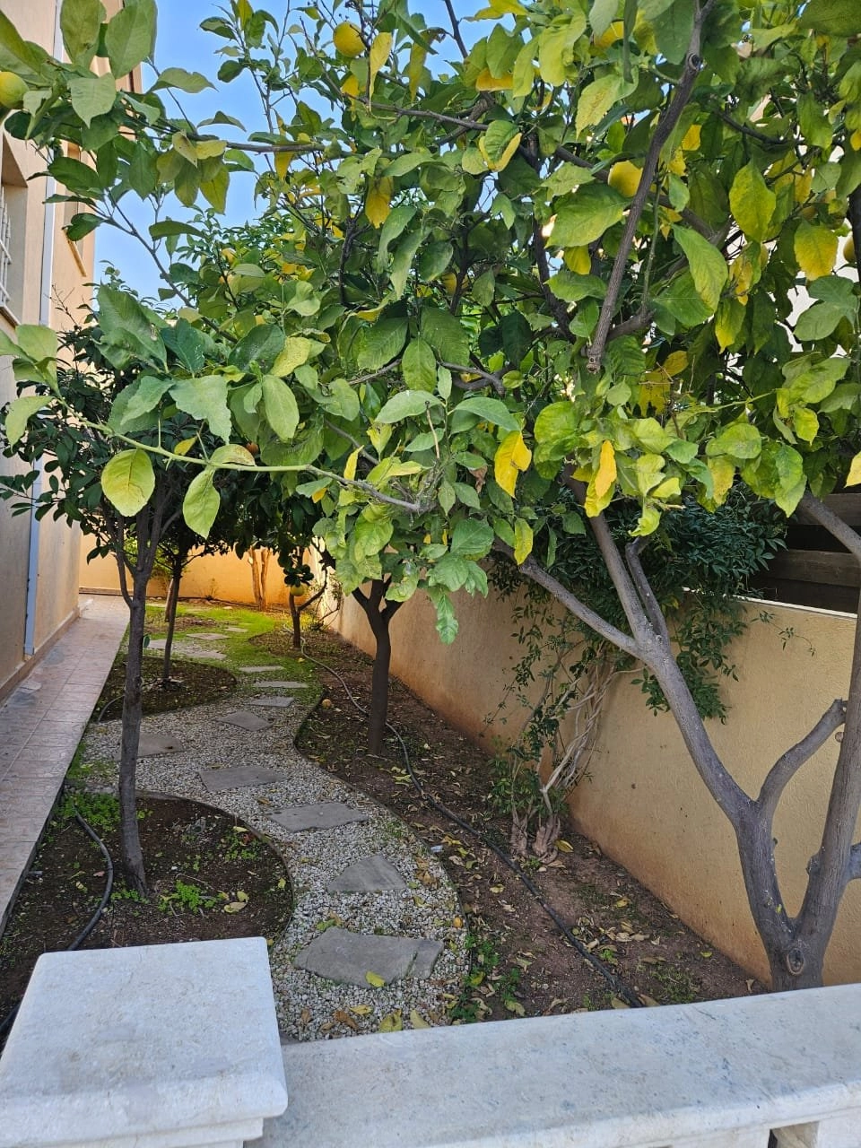 6+ Bedroom House for Rent in Potamos Germasogeias, Limassol District