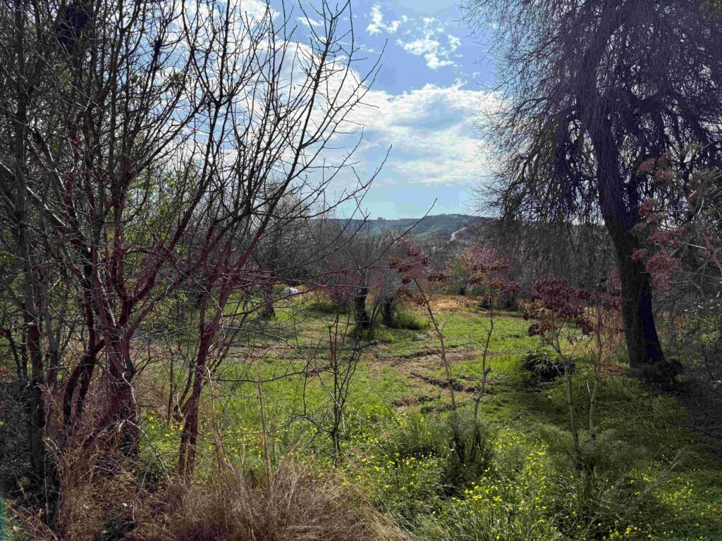 1,338m² Plot for Sale in Armou, Paphos District