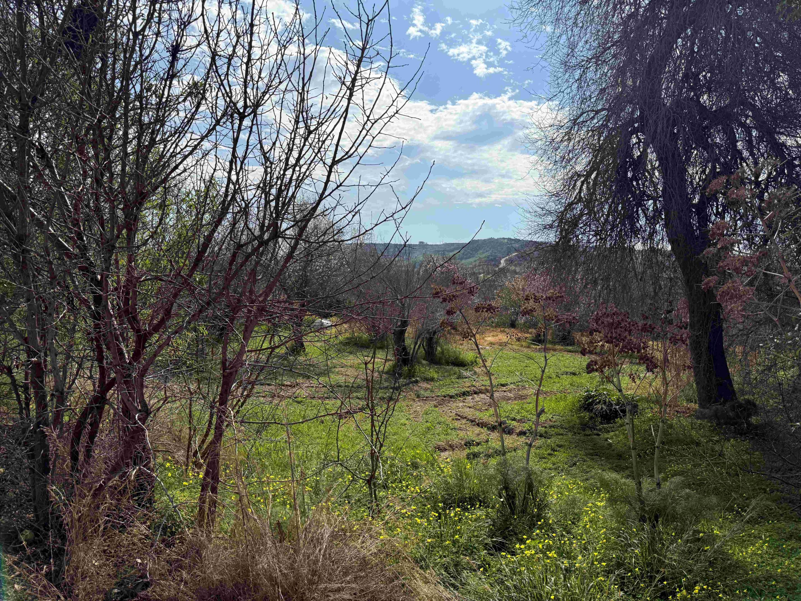 1,338m² Plot for Sale in Armou, Paphos District