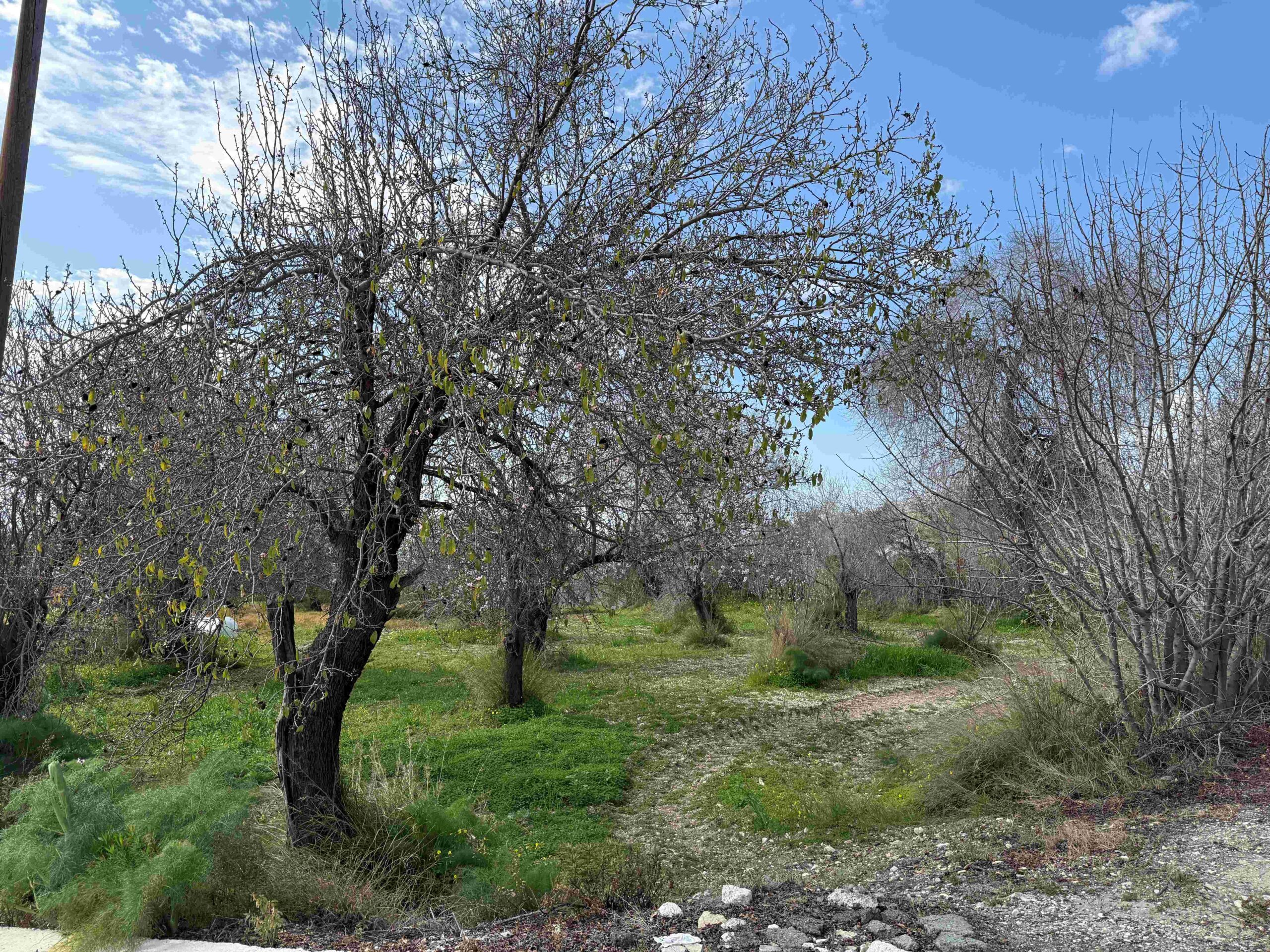 1,338m² Plot for Sale in Armou, Paphos District