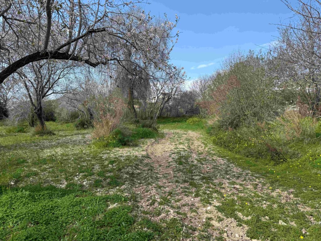 1,338m² Plot for Sale in Armou, Paphos District