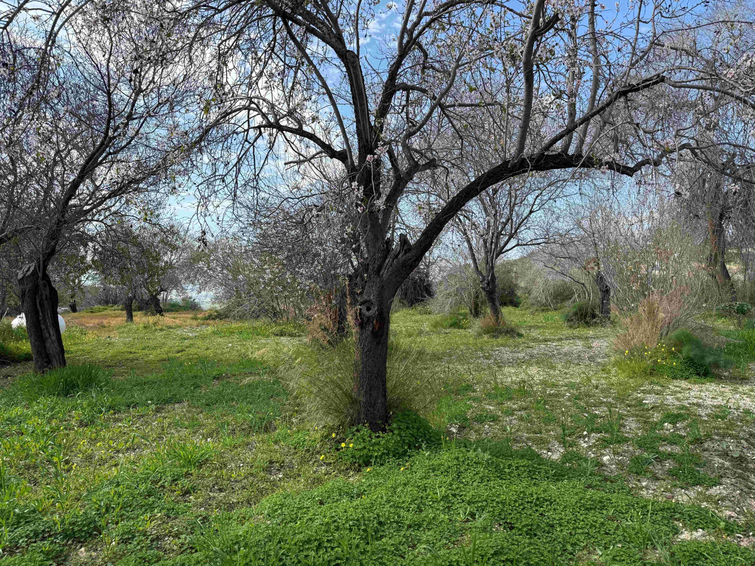 1,338m² Plot for Sale in Armou, Paphos District