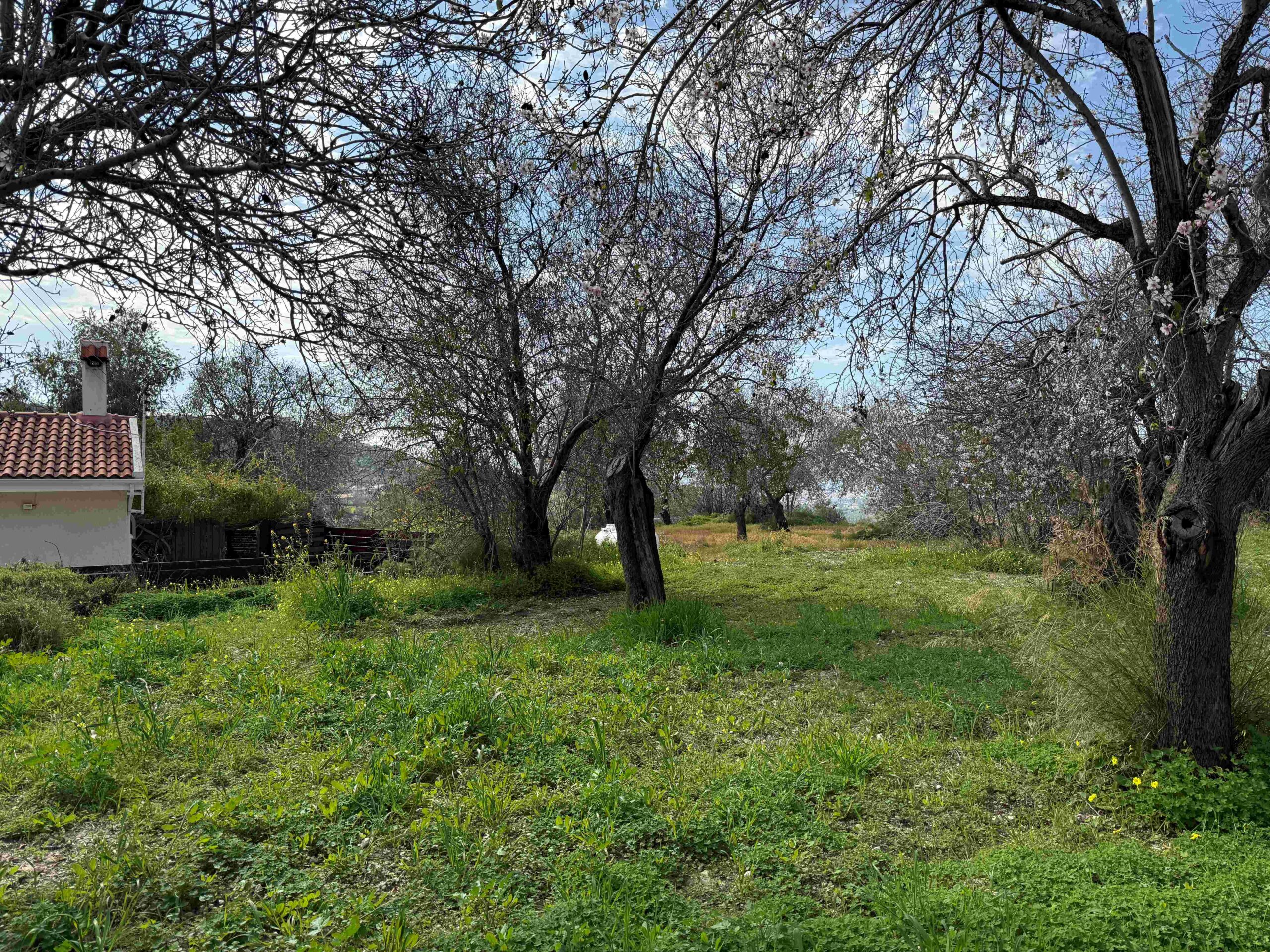 1,338m² Plot for Sale in Armou, Paphos District