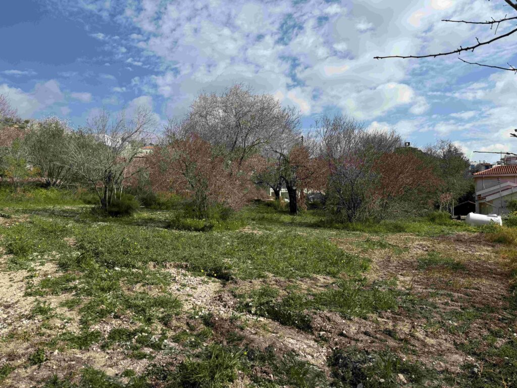 1,338m² Plot for Sale in Armou, Paphos District