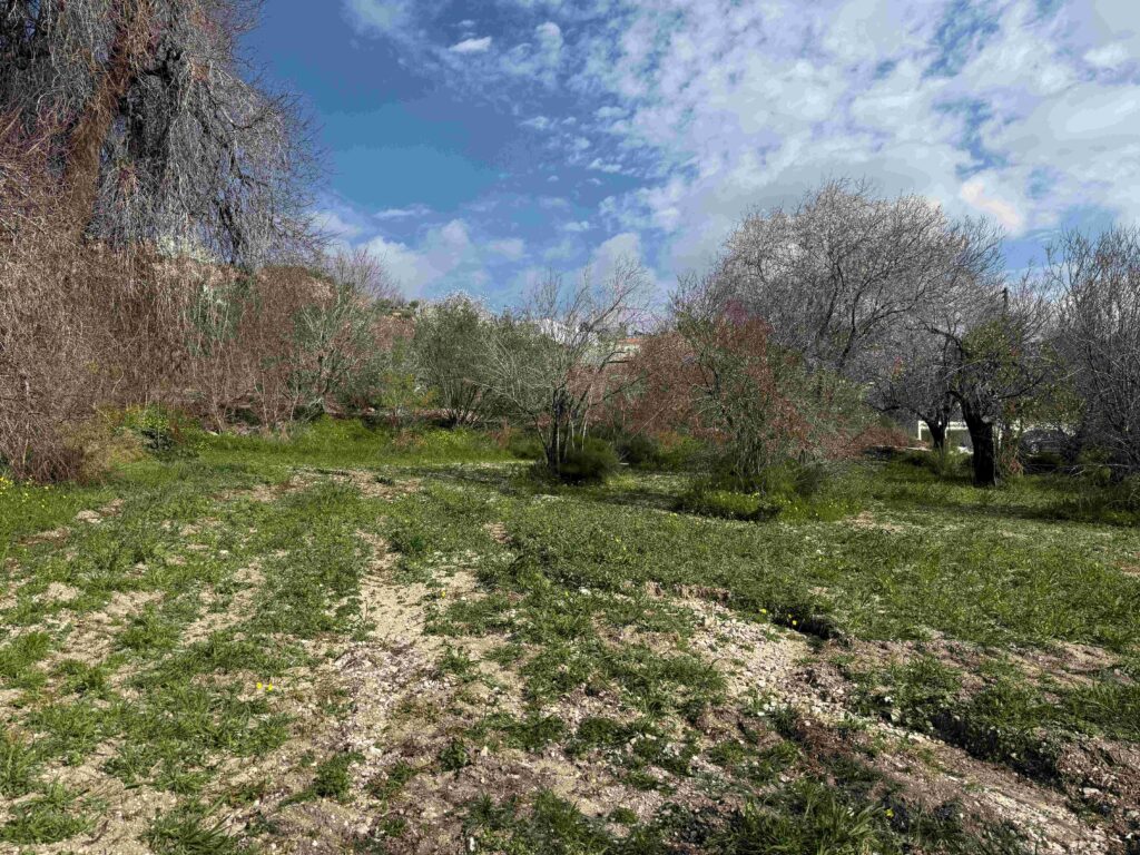 1,338m² Plot for Sale in Armou, Paphos District