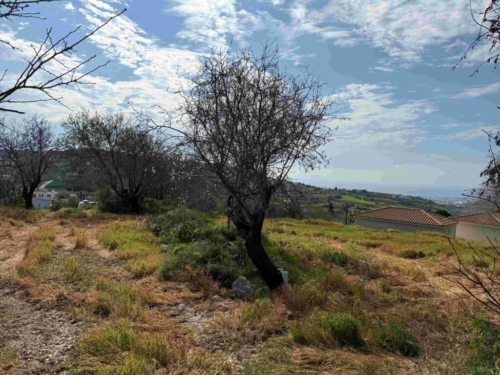 1,338m² Plot for Sale in Armou, Paphos District