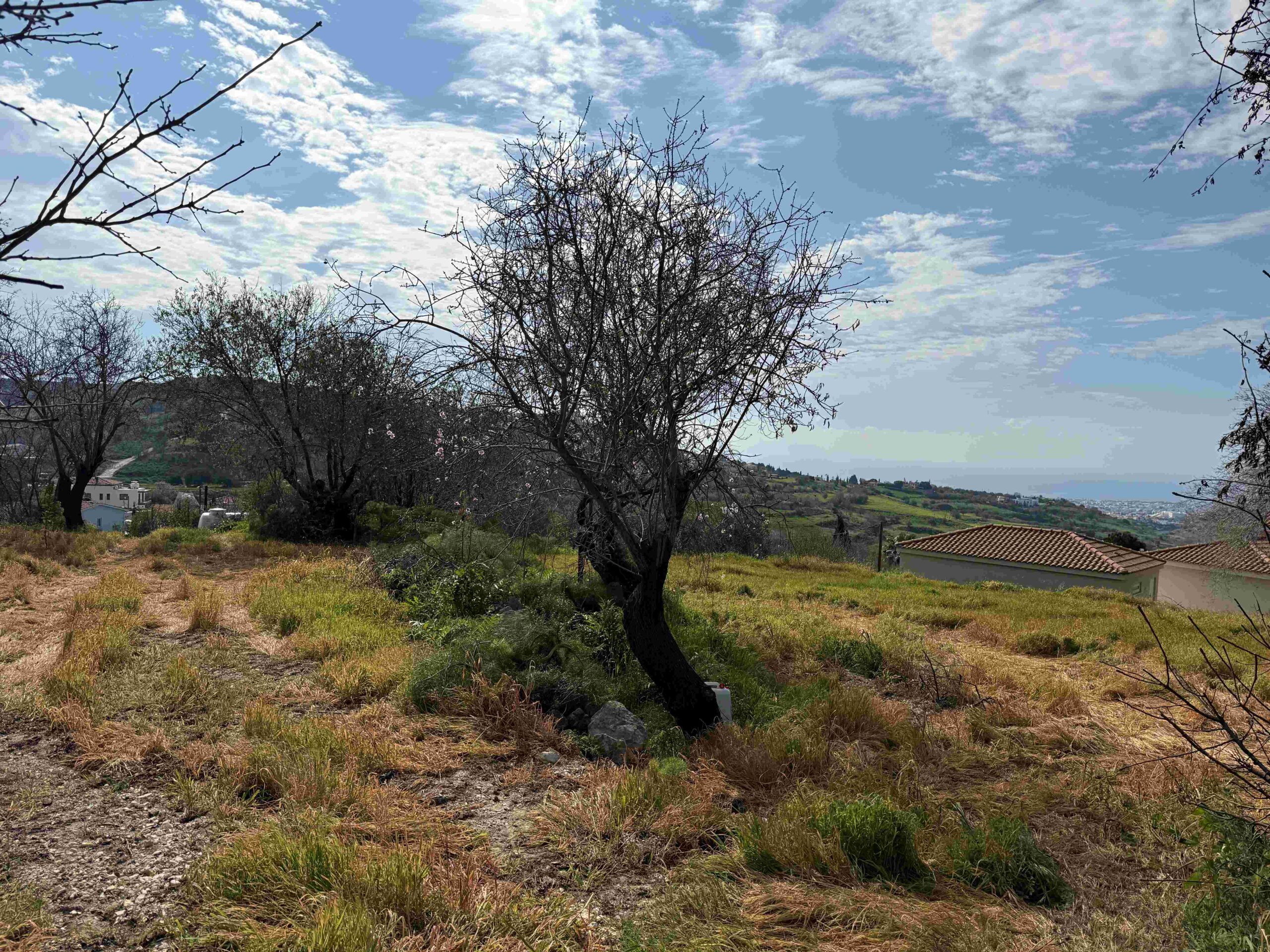 1,338m² Plot for Sale in Armou, Paphos District
