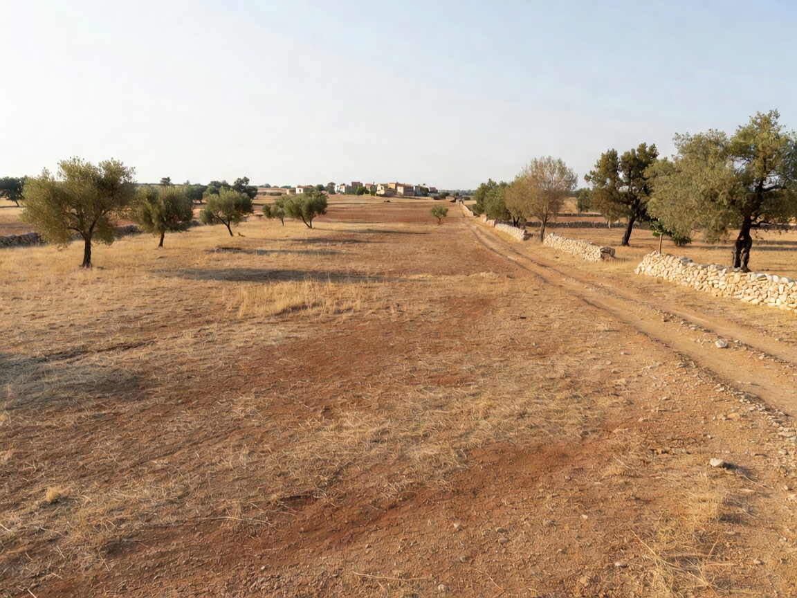 Large open plot of land with olive trees and a dirt track on the edge of Liopetri, Famagusta, Cyprus