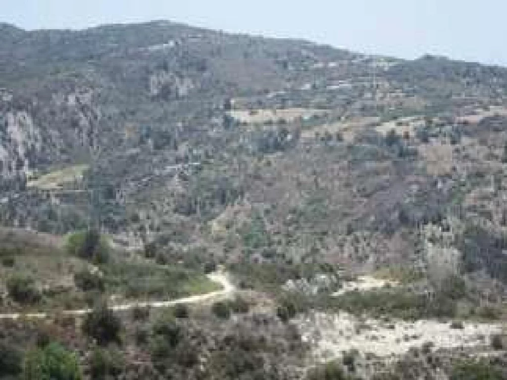 7,693m² Plot for Sale in Pegeia, Paphos District
