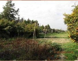 Land / Plot in Livadia, Larnaca